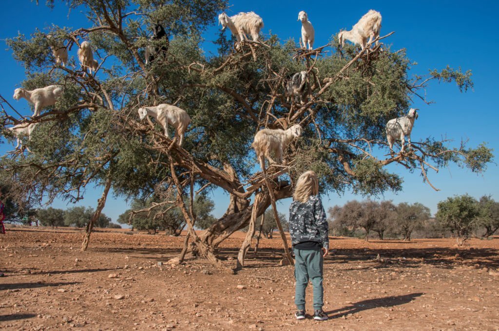 Argan trees and the goats on the way between Marrakesh and Essaouira in Morocco